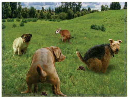 Doing Things: Puppies Prank (300 bita) - Image 3