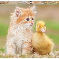 Adorable friends (500 bita)