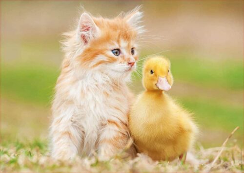 Adorable friends (500 bita) - Image 2