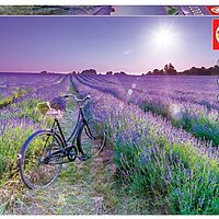 Bike in lavender field (1000 bita)