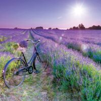 Bike in lavender field (1000 bita) - Image 2