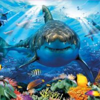 Great white shark (500 bita) - Image 2
