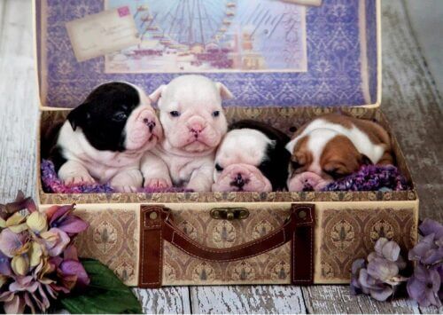 Puppies (500 bita) - Image 2