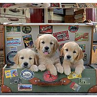 Puppies in the luggage (500 bita)