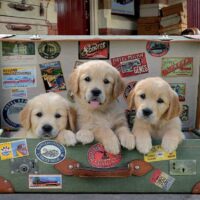 Puppies in the luggage (500 bita) - Image 2