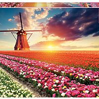Tulips landscape (1500 bita)