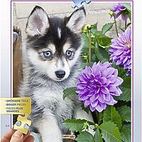 Cute husky (500XL bita)