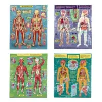 Ready to Learn: Human Anatomy (4x48 bita) - Image 3