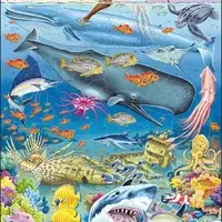 Marine Life in the Pacific Ocean