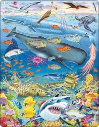 Marine Life in the Pacific Ocean