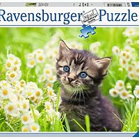 Kitten in the Meadow (500 bita)