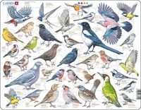Garden Birds