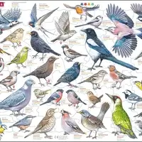Garden Birds