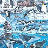 The Cold and Beautiful Antarctica