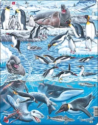 The Cold and Beautiful Antarctica