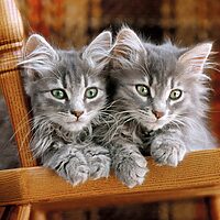 Kittens (500 bitar) - Image 2