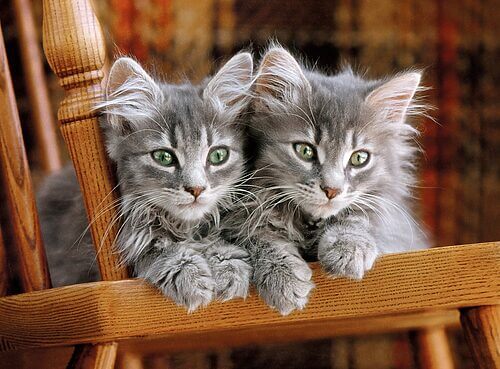 Kittens (500 bitar) - Image 2
