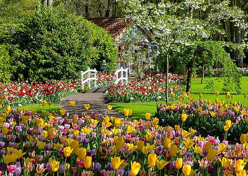 Keukenhof Gardens Netherlands (1000 bita) - Image 2